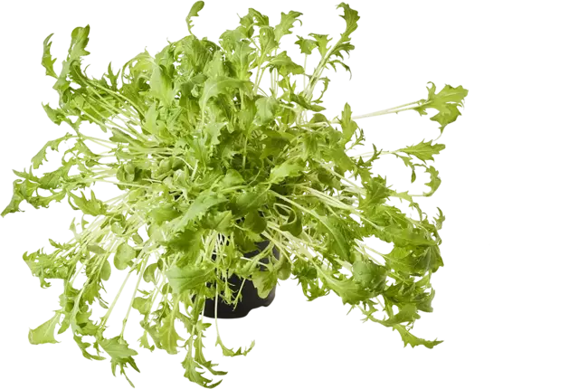 BIO Mizuna raapstelen in pot doos 2st stuk